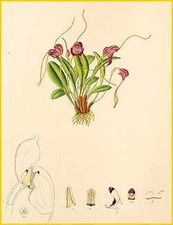  ( Masdevallia arminii ) Florence H. Woolward "The Genus Masdevallia" 1896