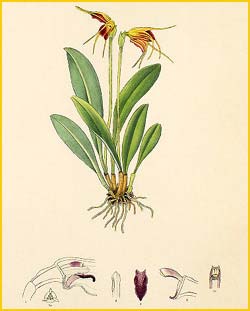 - ( Masdevallia auropurpurea ) Florence H. Woolward "The Genus Masdevallia" 1896