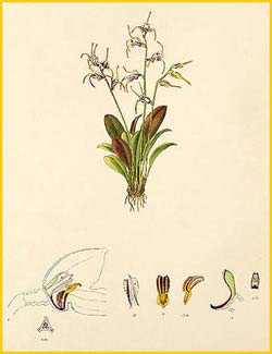    ( Masdevallia caloptera ) Florence H. Woolward "The Genus Masdevallia" 1896