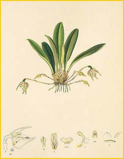   ( Masdevallia campyloglossa ) Florence H. Woolward "The Genus Masdevallia" 1896