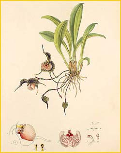    ( Masdevallia chestertonii ) Florence H. Woolward "The Genus Masdevallia" 1896