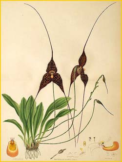    ( Masdevallia chimaera ) Florence H. Woolward "The Genus Masdevallia" 1896