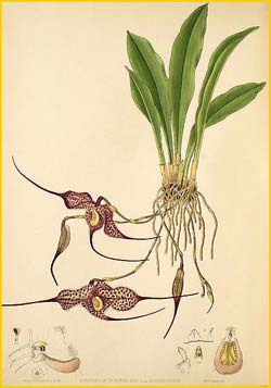   .  ( Masdevallia chimaera var. backhousiana ) Florence H. Woolward "The Genus Masdevallia" 1896