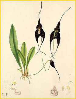   . и ( Masdevallia chimaera var. roezlii ) Florence H. Woolward "The Genus Masdevallia" 1896