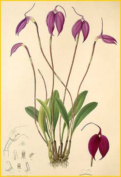   ( Masdevallia coccinea ) Florence H. Woolward "The Genus Masdevallia" 1896