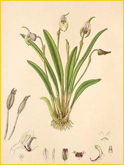   ( Masdevallia coriacea ) Florence H. Woolward "The Genus Masdevallia" 1896