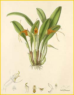  ( Masdevallia corniculata ) Florence H. Woolward "The Genus Masdevallia" 1896