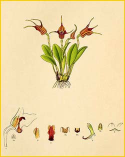   ( Masdevallia cupularis ) Florence H. Woolward "The Genus Masdevallia" 1896