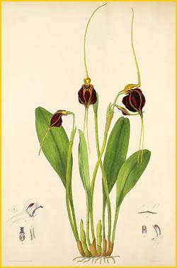 ( Masdevallia ephippium ) Florence H. Woolward "The Genus Masdevallia" 1896