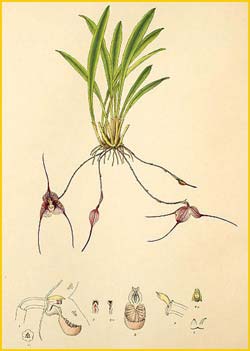   ( Masdevallia erythrochaete ) Florence H. Woolward "The Genus Masdevallia" 1896