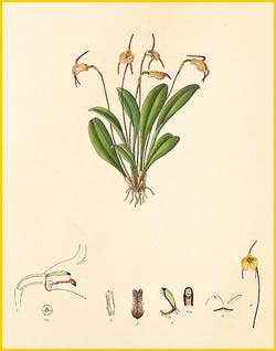   ( Masdevallia floribunda ) Florence H. Woolward "The Genus Masdevallia" 1896