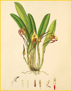  ( Masdevallia fractiflexa ) Florence H. Woolward "The Genus Masdevallia" 1896