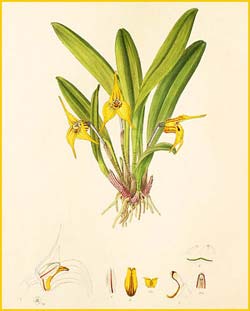   ( Masdevallia fragrans ) Florence H. Woolward "The Genus Masdevallia" 1896