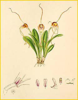   ( Masdevallia fulvescens ) Florence H. Woolward "The Genus Masdevallia" 1896