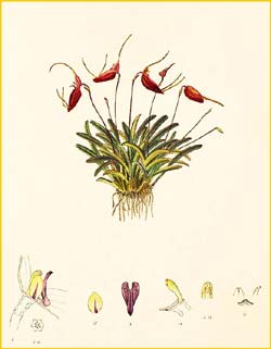   ( Masdevallia gemmata ) Florence H. Woolward "The Genus Masdevallia" 1896