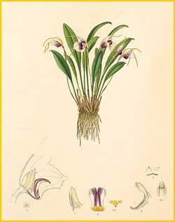  ( Masdevallia ionocharis ) Florence H. Woolward "The Genus Masdevallia" 1896