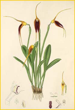   ( Masdevallia maculata ) Florence H. Woolward "The Genus Masdevallia" 1896