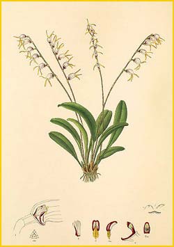   ( Masdevallia melanopus ) Florence H. Woolward "The Genus Masdevallia" 1896