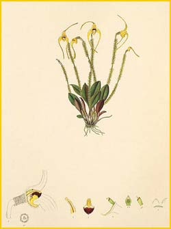   ( Masdevallia muscosa ) Florence H. Woolward "The Genus Masdevallia" 1896