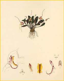  ( Masdevallia nidifica ) Florence H. Woolward "The Genus Masdevallia" 1896