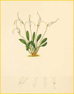  ( Masdevallia ophioglossa ) Florence H. Woolward "The Genus Masdevallia" 1896