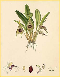   ( Masdevallia pachyantha ) Florence H. Woolward "The Genus Masdevallia" 1896