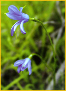    (Tecophilaea violiflora)