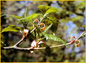    ( Acer capillipes )
