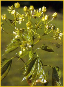    (Acer platanoides)