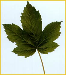   (Acer pseudoplatanus)