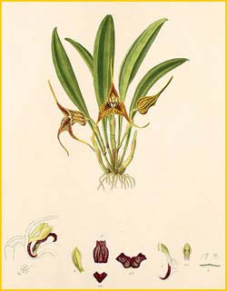  ( Masdevallia peristeria ) Florence H. Woolward "The Genus Masdevallia" 1896