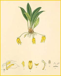   ( Masdevallia platyglossa ) Florence H. Woolward "The Genus Masdevallia" 1896