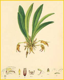   ( Masdevallia porcelliceps ) Florence H. Woolward "The Genus Masdevallia" 1896