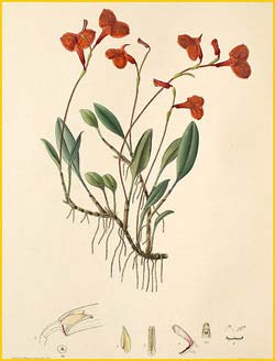   ( Masdevallia racemosa ) Florence H. Woolward "The Genus Masdevallia" 1896