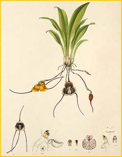   ( Masdevallia radiosa ) Florence H. Woolward "The Genus Masdevallia" 1896