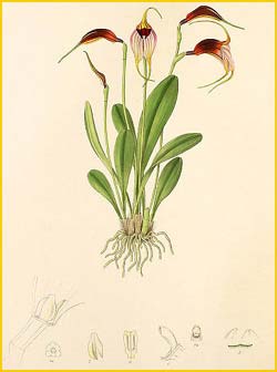   ( Masdevallia reichenbachiana ) Florence H. Woolward "The Genus Masdevallia" 1896