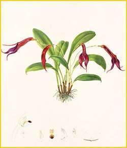   ( Masdevallia rosea ) Florence H. Woolward "The Genus Masdevallia" 1896
