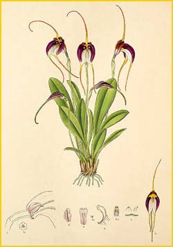   ( Masdevallia schroederiana ) Florence H. Woolward "The Genus Masdevallia" 1896
