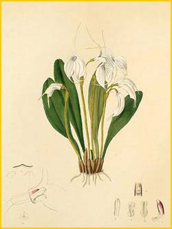  ( Masdevallia tovarensis ) Florence H. Woolward "The Genus Masdevallia" 1896