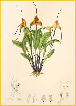  ( Masdevallia triangularis ) Florence H. Woolward "The Genus Masdevallia" 1896