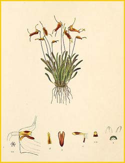   ( Masdevallia triaristella ) Florence H. Woolward "The Genus Masdevallia" 1896