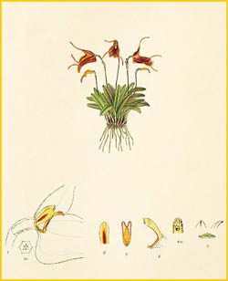   ( Masdevallia triglochin ) Florence H. Woolward "The Genus Masdevallia" 1896