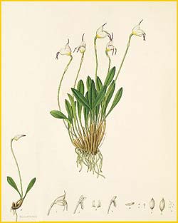   ( Masdevallia uniflora ) Florence H. Woolward "The Genus Masdevallia" 1896