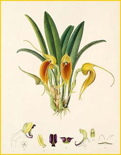  ( Masdevallia velifera ) Florence H. Woolward "The Genus Masdevallia" 1896