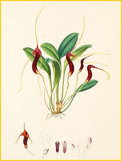   ( Masdevallia ventricularia ) Florence H. Woolward "The Genus Masdevallia" 1896