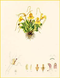   ( Masdevallia wageneriana ) Florence H. Woolward "The Genus Masdevallia" 1896