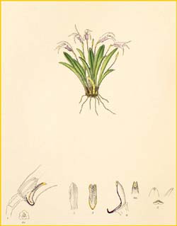    ( Masdevallia wendlandiana ) Florence H. Woolward "The Genus Masdevallia" 1896