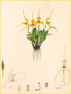    ( Masdevallia xanthina ) Florence H. Woolward "The Genus Masdevallia" 1896
