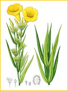   ( Allamanda angustifolia ) by Johann Pohl 1827 Plantarium brasiliae