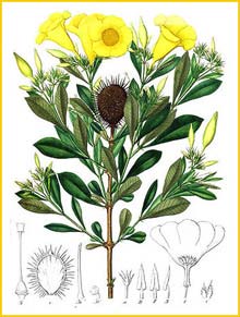   ( Allamanda oenotherifolia ) by Johann Pohl 1827 Plantarium brasiliae